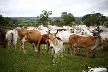 கால்நடை காப்பீடு திட்டம் - Livestock Insurance