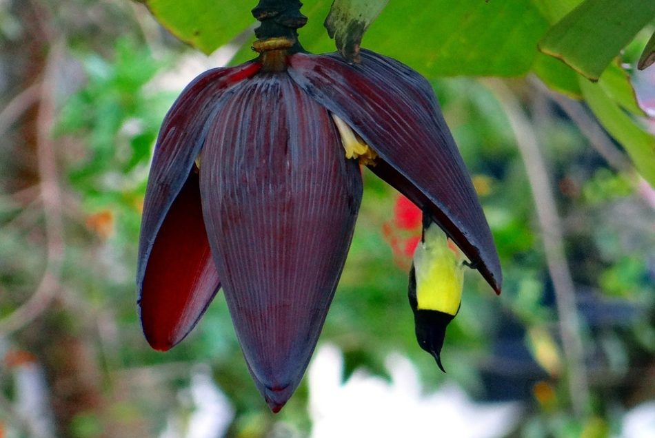 Banana Flower Benefits In Tamil Best Flower Site
