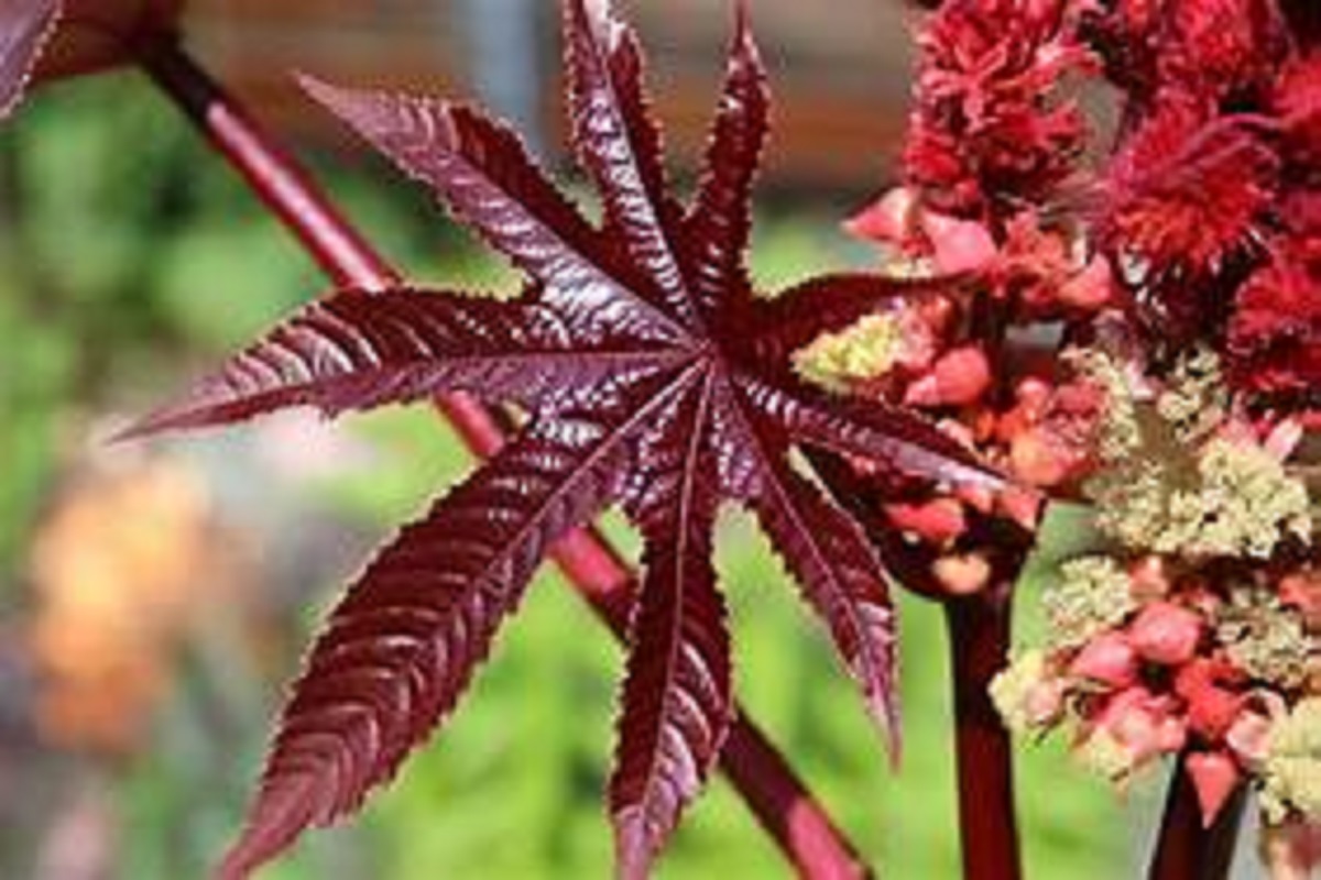 தொட்டால் உயிர்பறிக்கும் தாவரங்கள் Death plant!