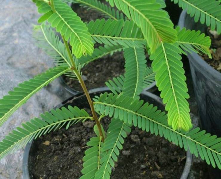 amla Plant