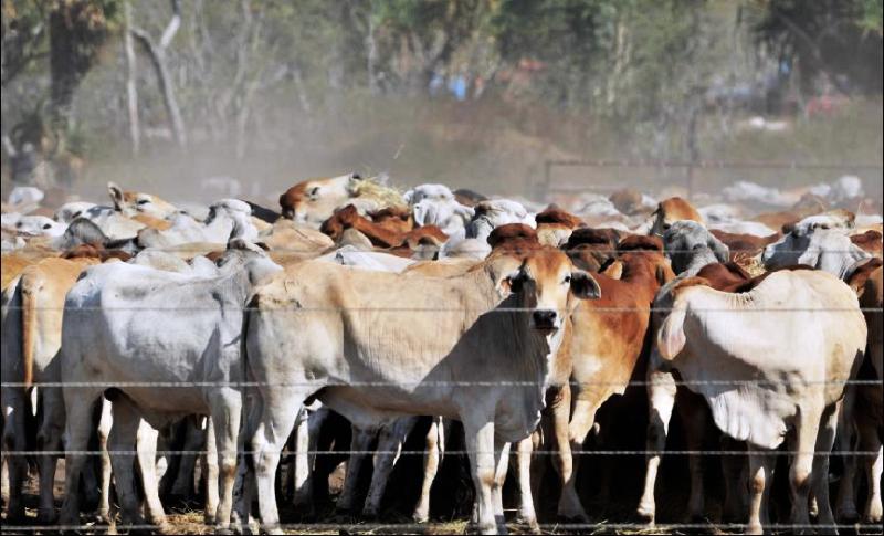 Cattle Insurance Scheme