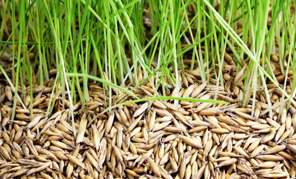 Paddy Seed Treatment